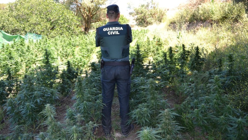 Descubren 2.300 plantas de marihuana en una explotación agrícola de Jayena